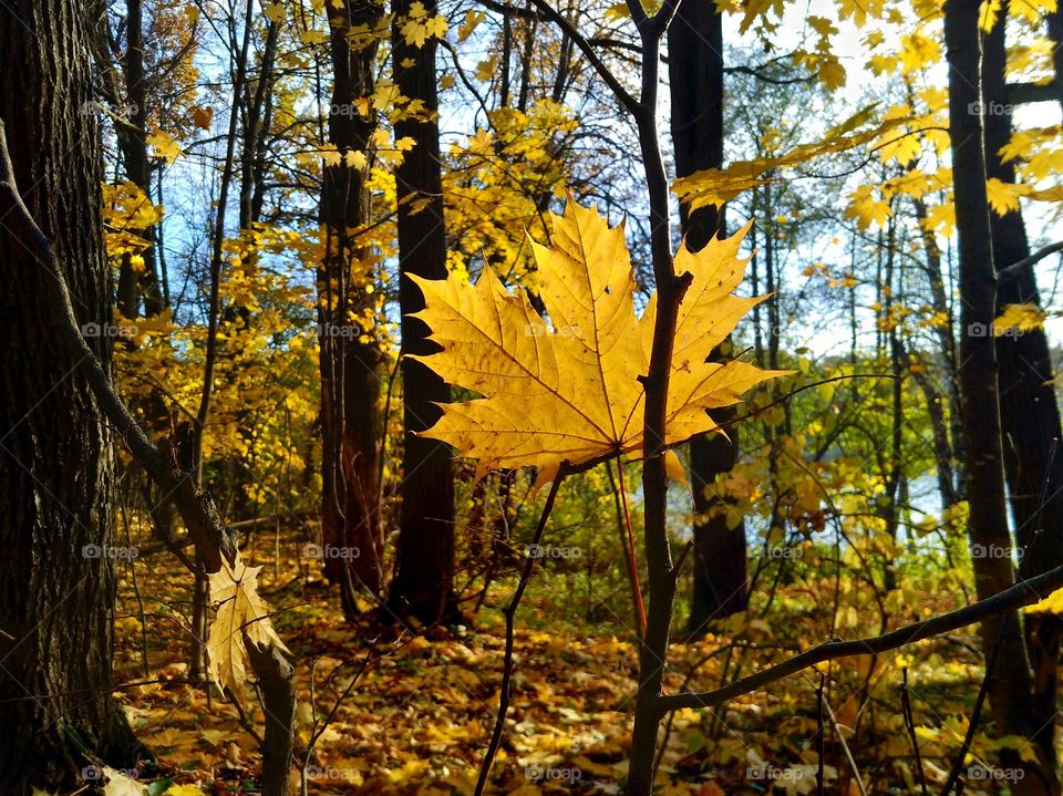 Autumn leaf stuck in the branches