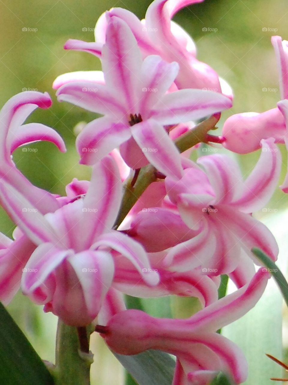 Pretty pink hyacinth 