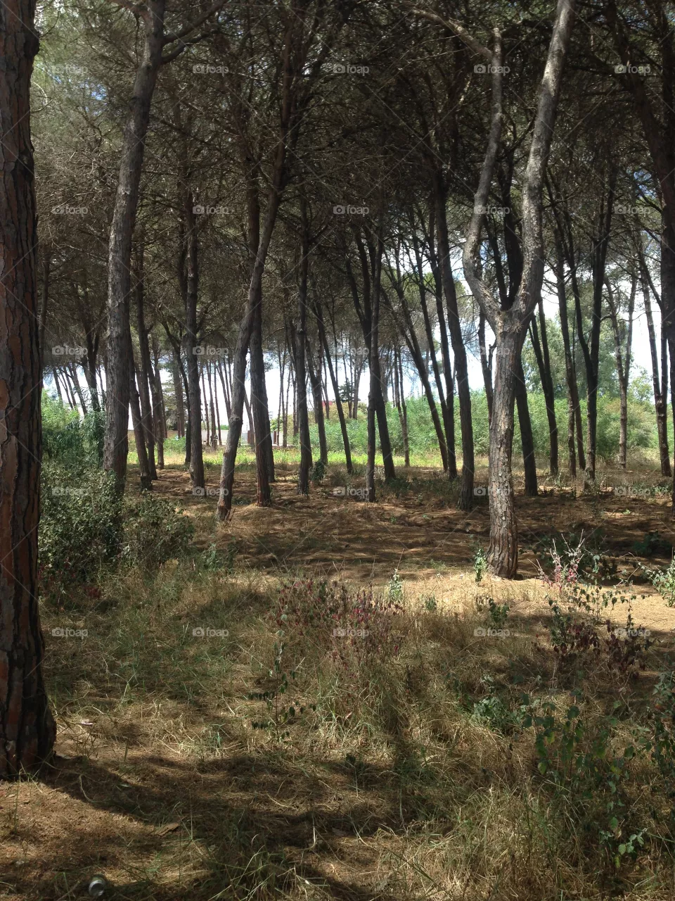 Forest
