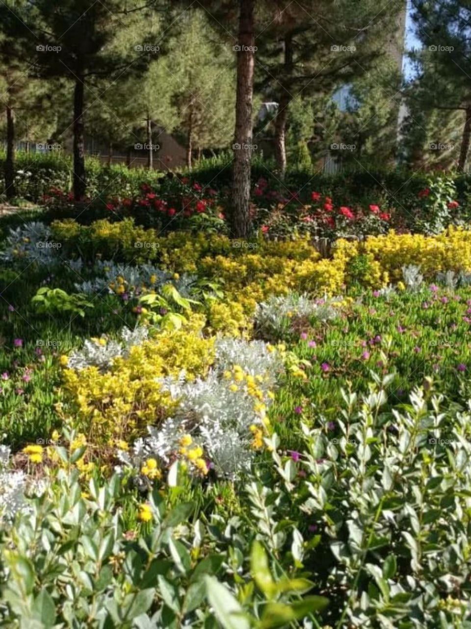 Garden full of flowers