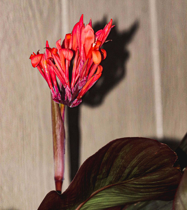 pink flower