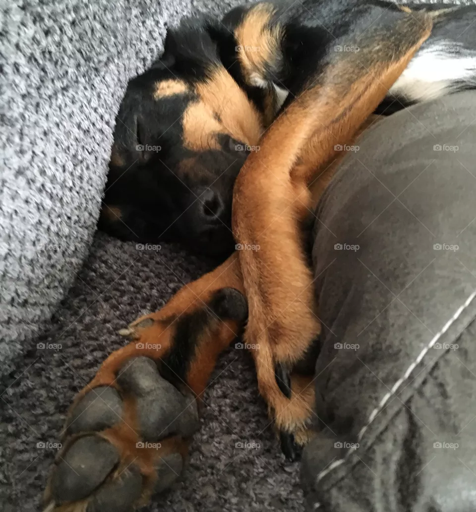 Dog, No Person, Mammal, Canine, One