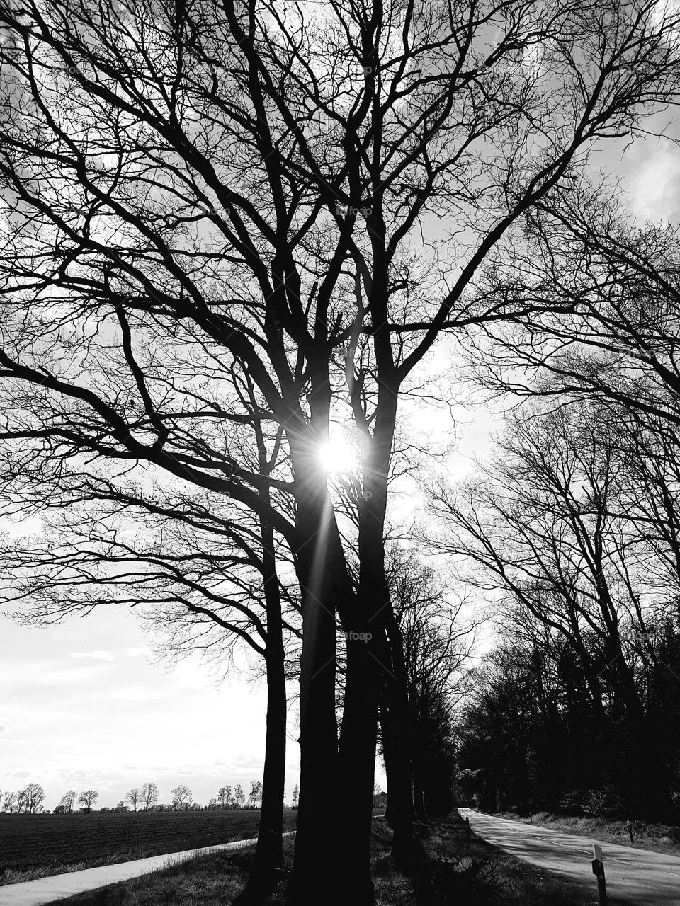 evening sun in autumn shimmering through the leafless tree