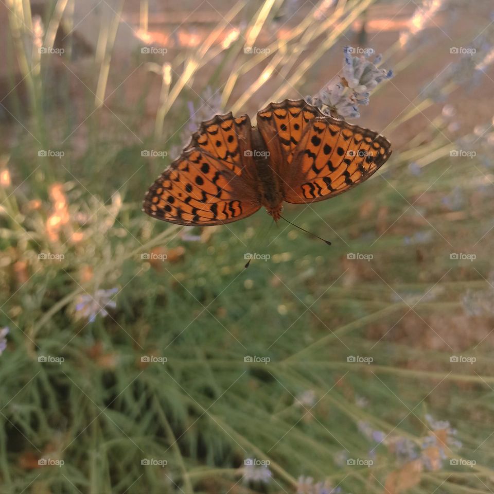 spot's butterfly