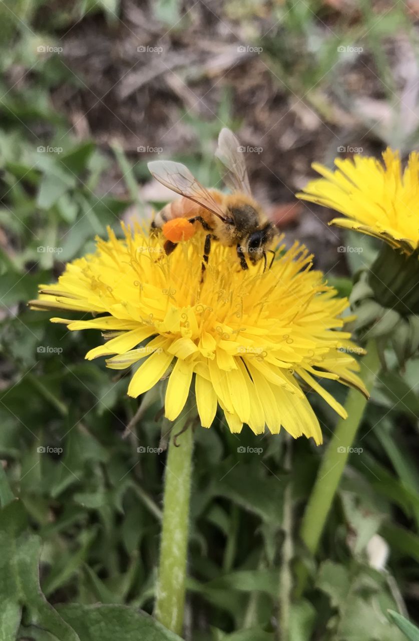 Bees buzzing. 