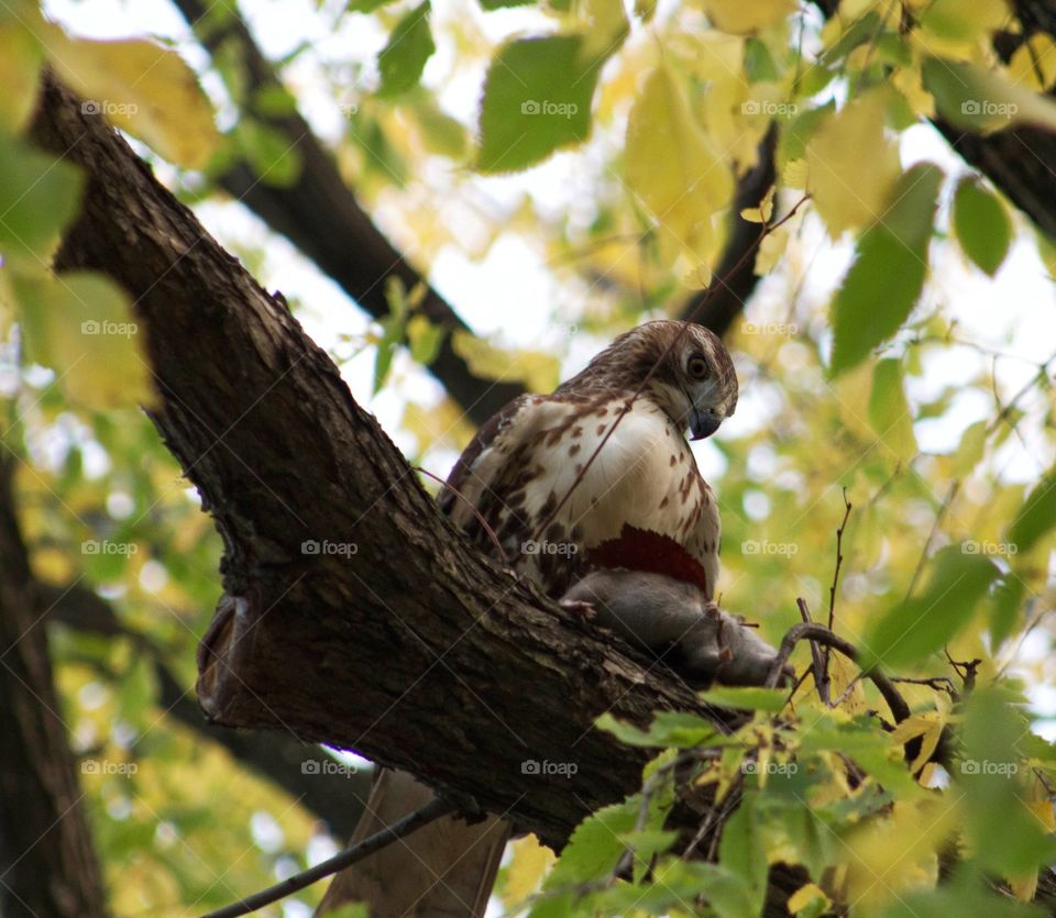 Close-up of bird perching on branch