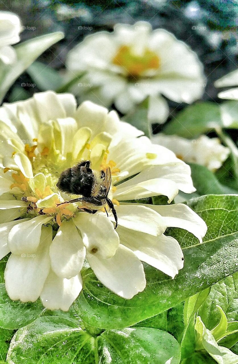 bubble bee on a Zinnia