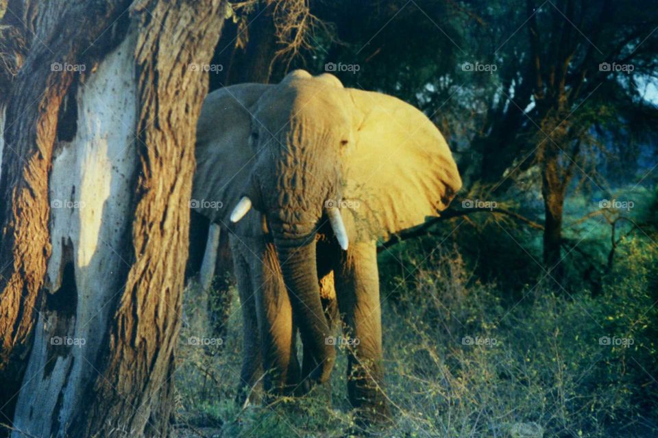 elephant with tusks charging at camera
