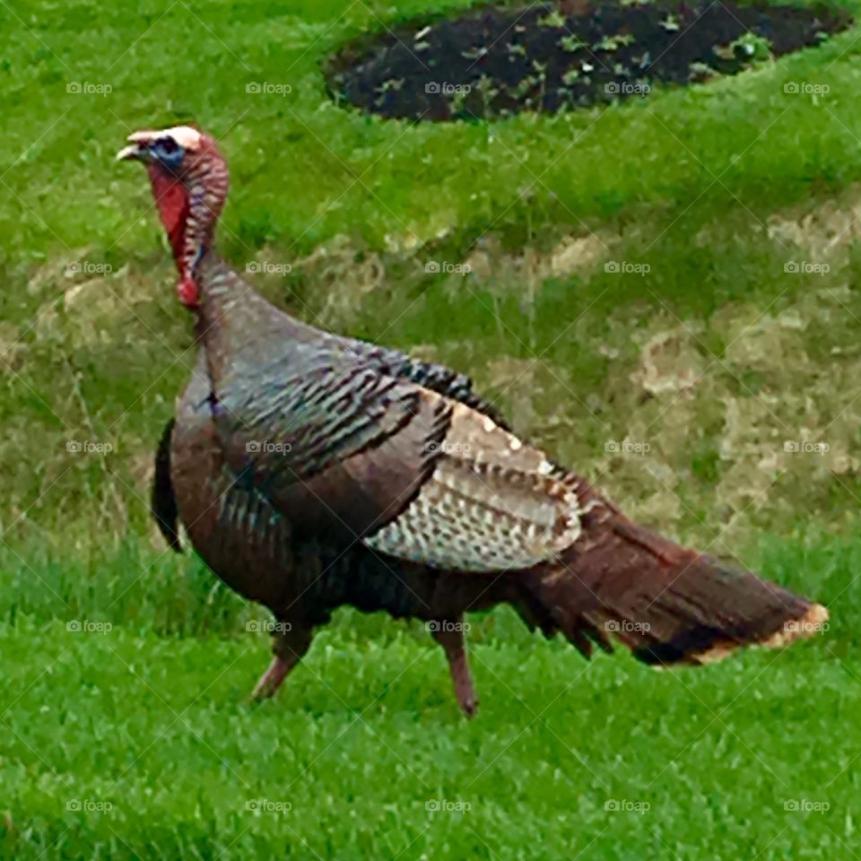Wild Male Turkey, New England