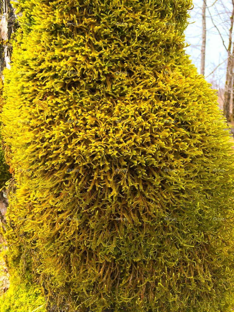 Mossy Tree. Mossy Tree