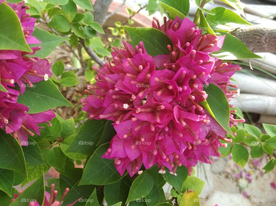 boganvaliya pink flower seasonal fresh shurb small size looks very beautiful generally found