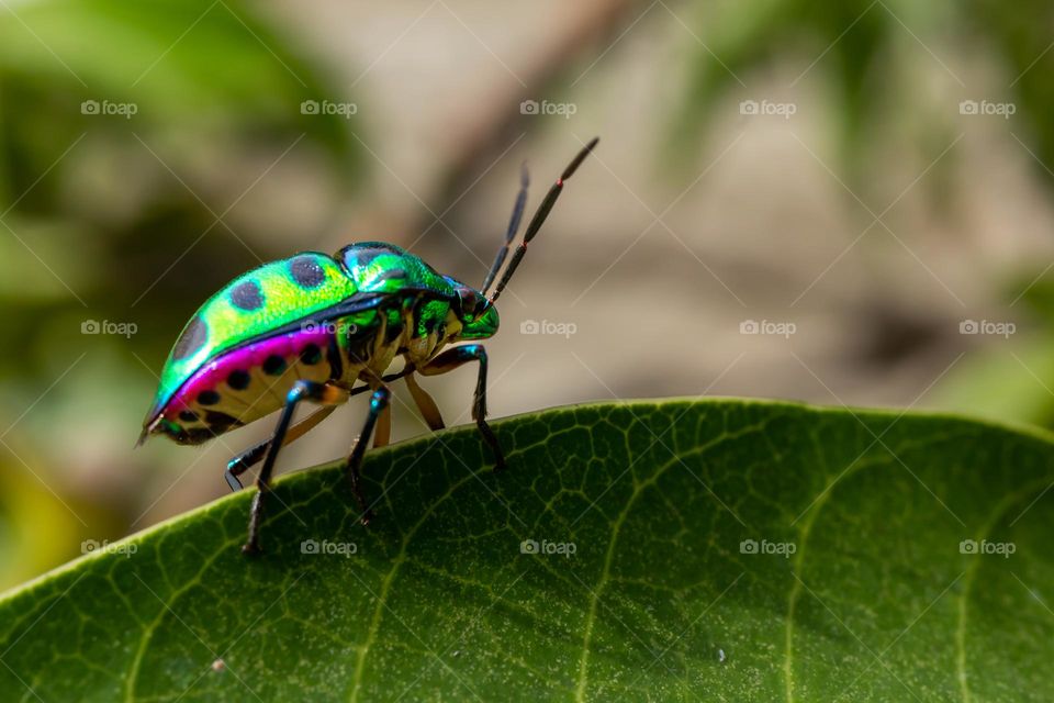 Green Jewel Bug