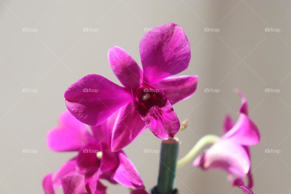Orquídea