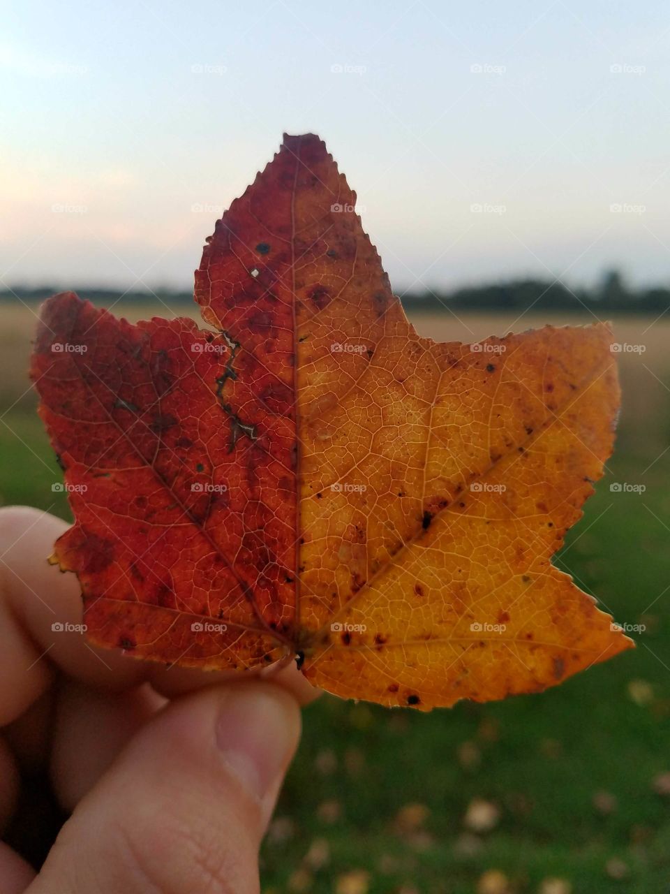 Indecisive Leaf - Nothing captures the sign of summers end like this leaf, split between the tell-tale red of a new season in the making, and the fade-to-yellow conclusion of a warm summer