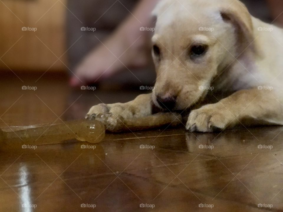 Little puppy dog has a bone and wants the other bone