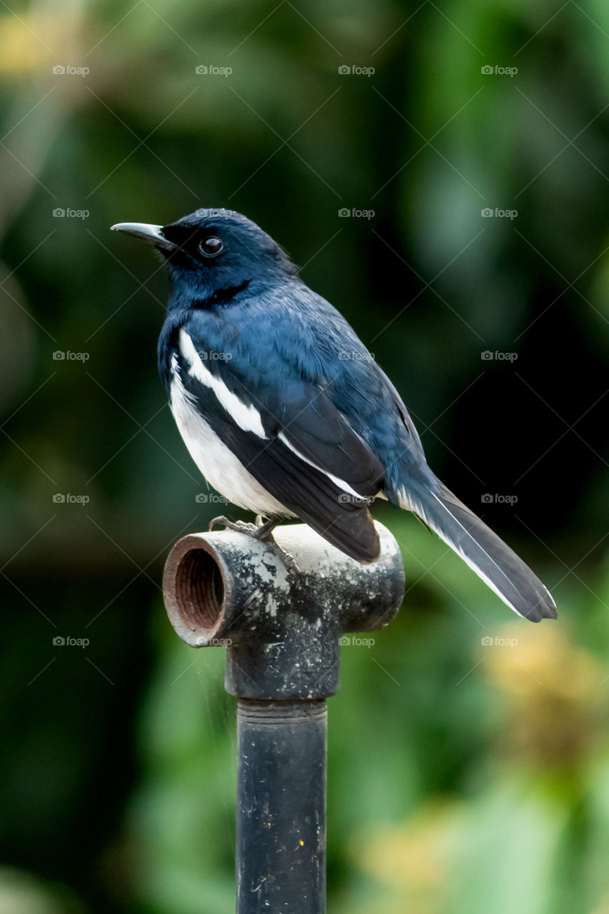 The magpie-robins or shamas are medium-sized insectivorous birds in the genus Copsychus. They were formerly in the thrush family Turdidae, but are now treated as part of the Old World flycatcher family Muscicapidae.