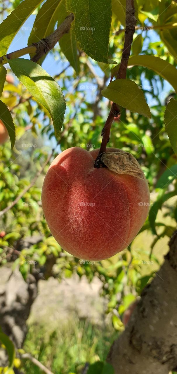 durazno en árbol