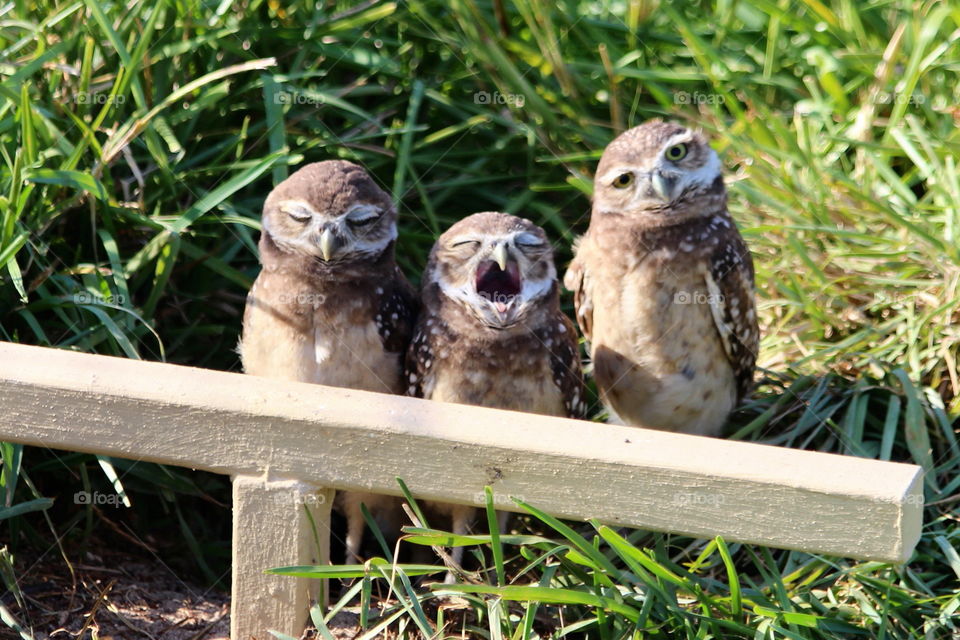 Baby Burrowing Owls  