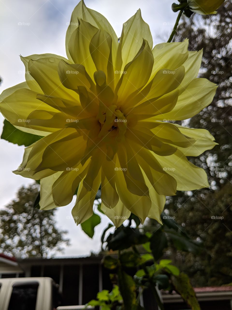 A large, yellow flower from a unique perspective. For anyone who likes a different angle, some nice shading, or just really likes flowers, this one is a must have!