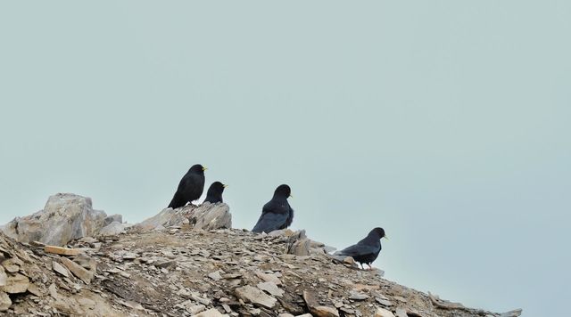 The Alpine chough or yellow billed chough of Himalayan region