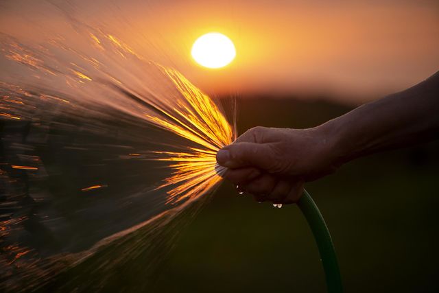 Woman watering the garden at sunset
