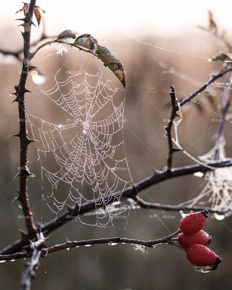 Spider Web