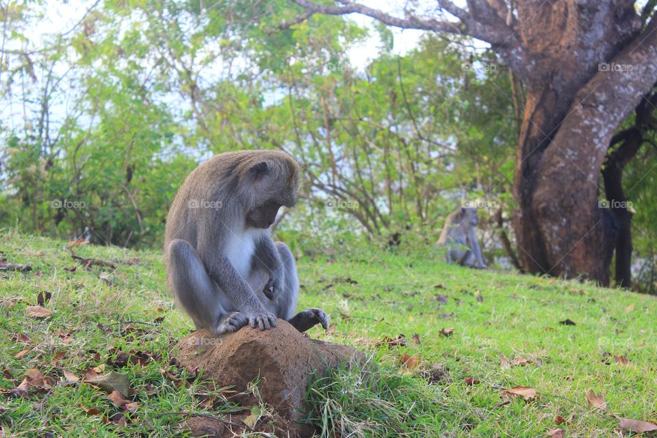 sleepy monkey 🙈🙈🙈