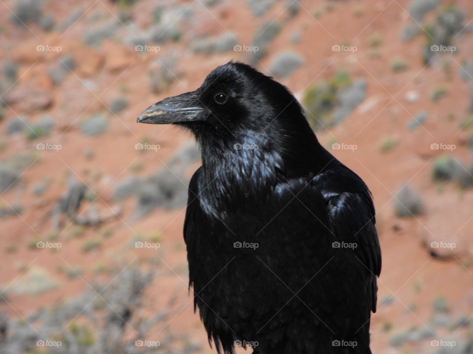 Crow in the Grand Canyon in Arizona 