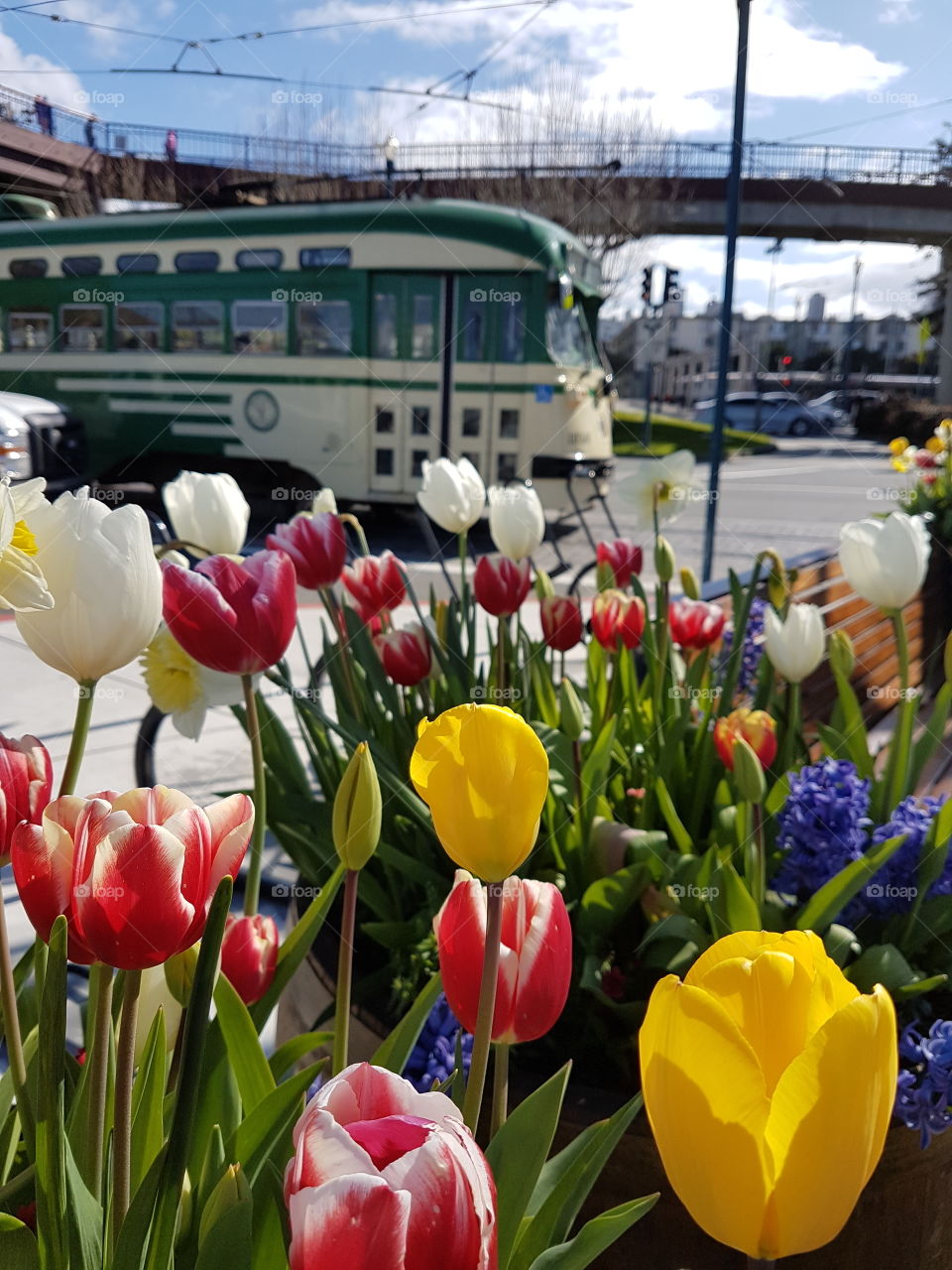 Tulips and Trams