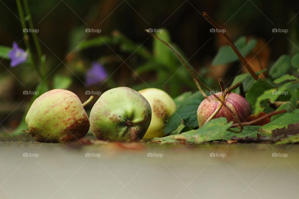 Fallen Apples