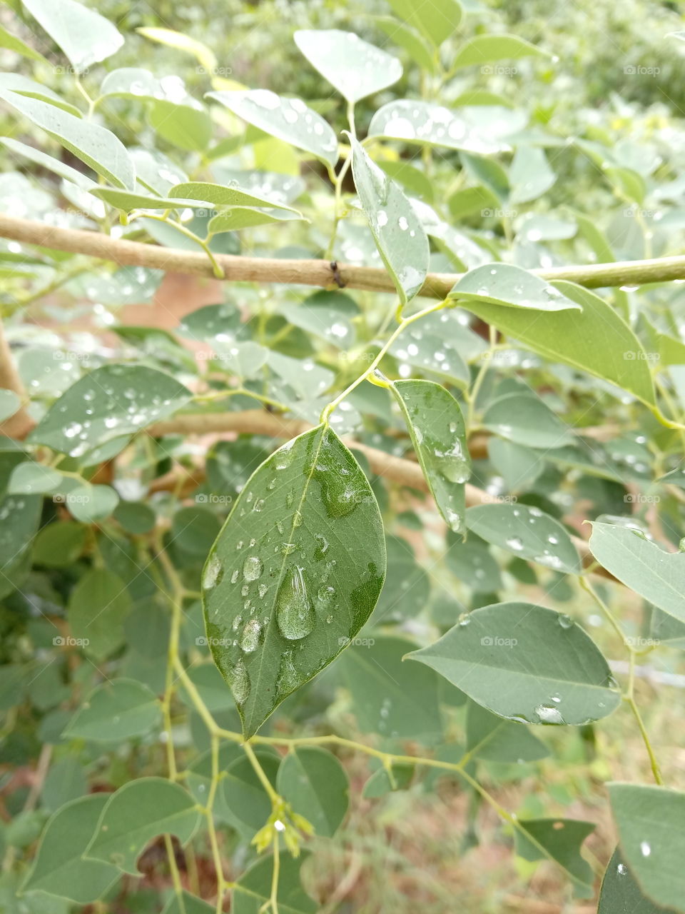 water's drop on leafs
