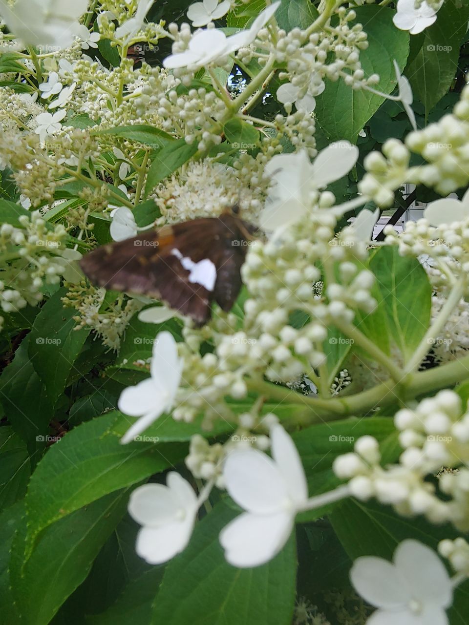 nectar lovin butterfly