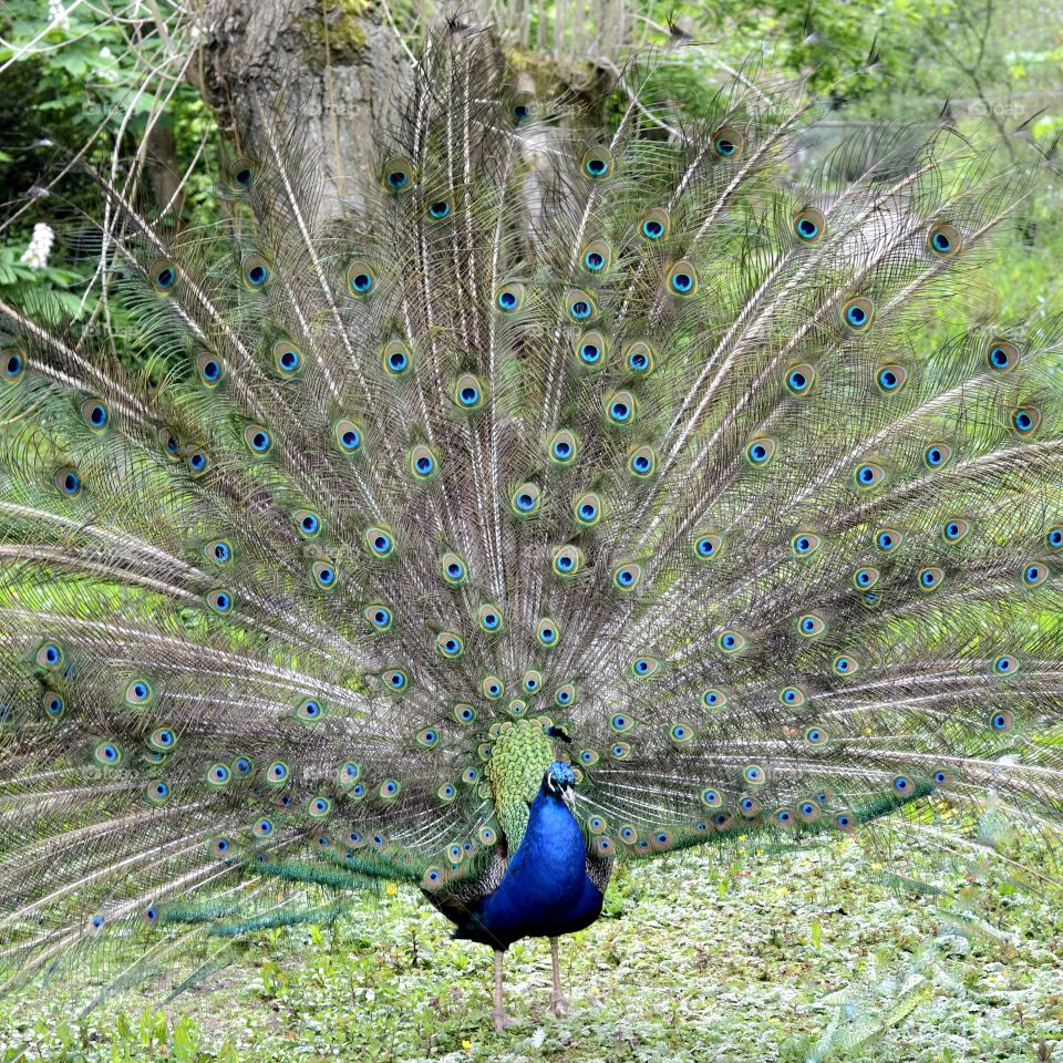 Peacock showing beautiful feather