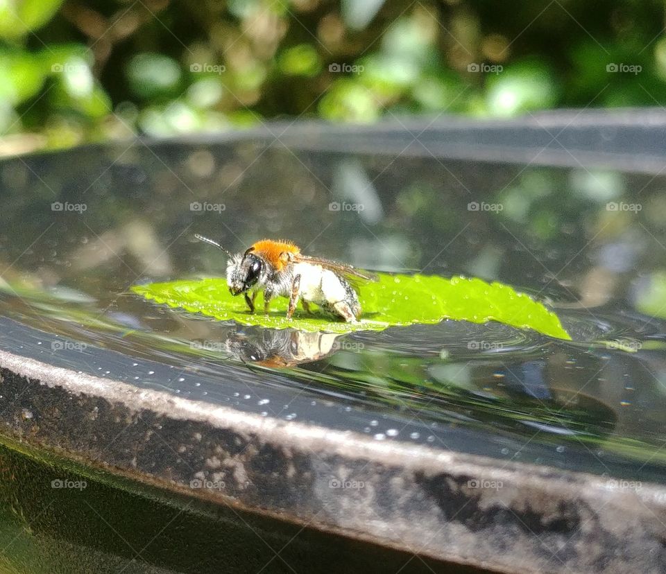 bee Biene insekt fliegen