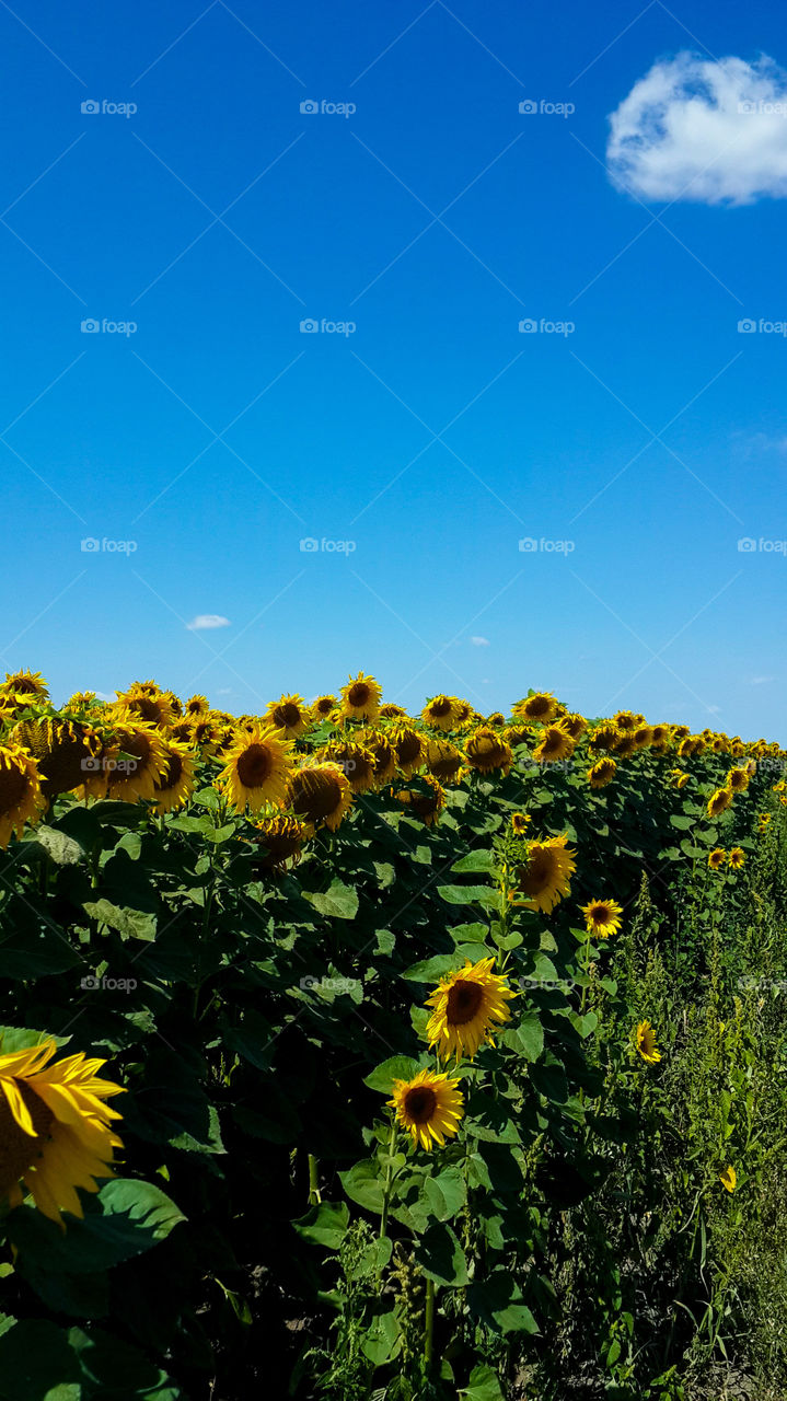 Sunflowers in field