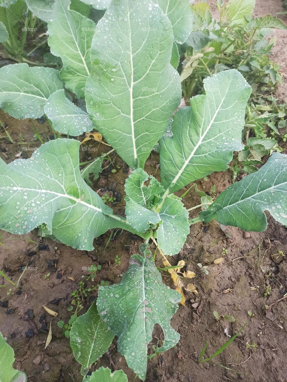 cauliflower planting growing