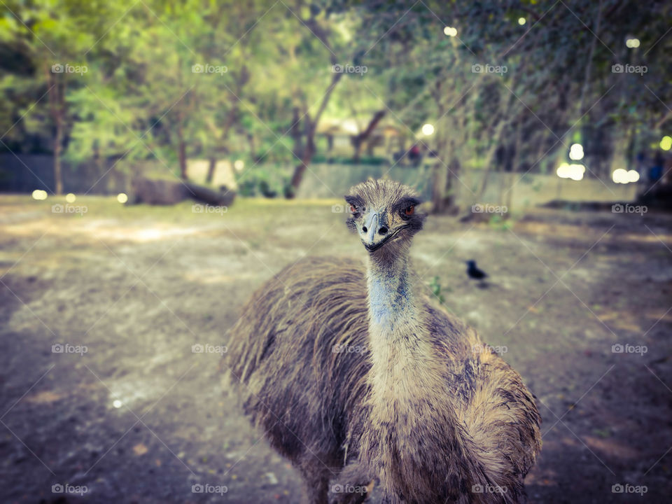 emu