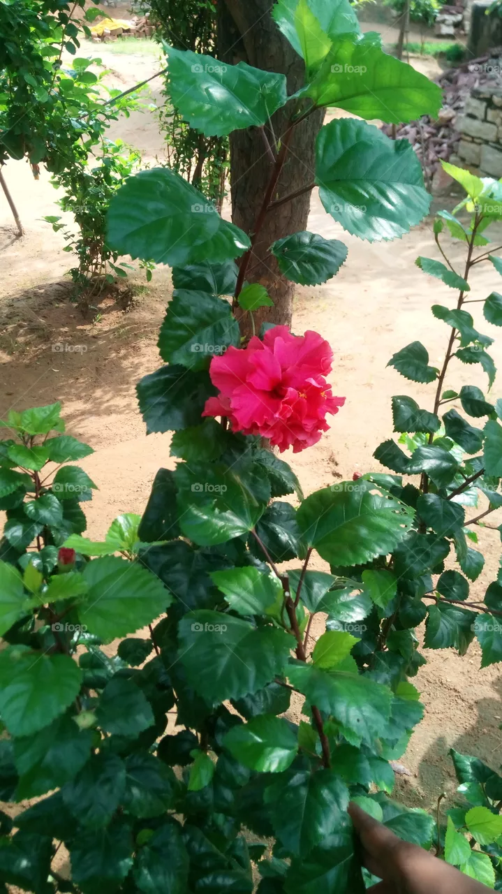 red flower