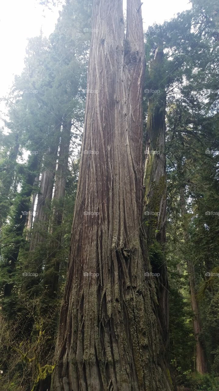 Redwoods have such character!