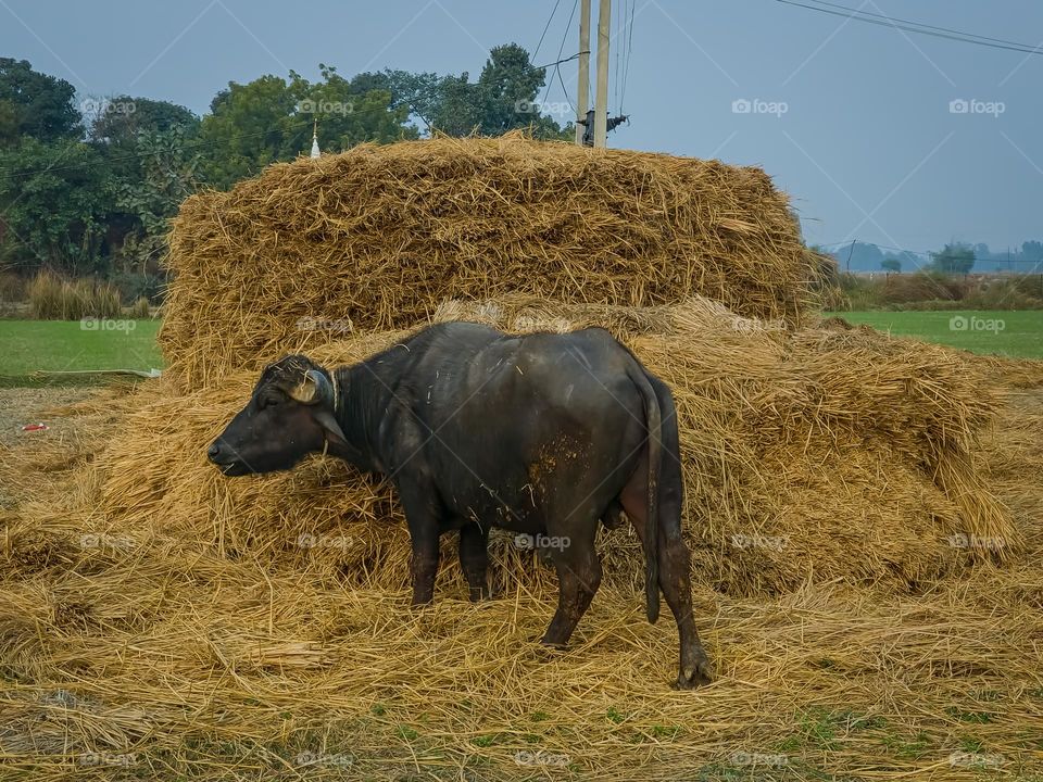 Buffaloes in farmland