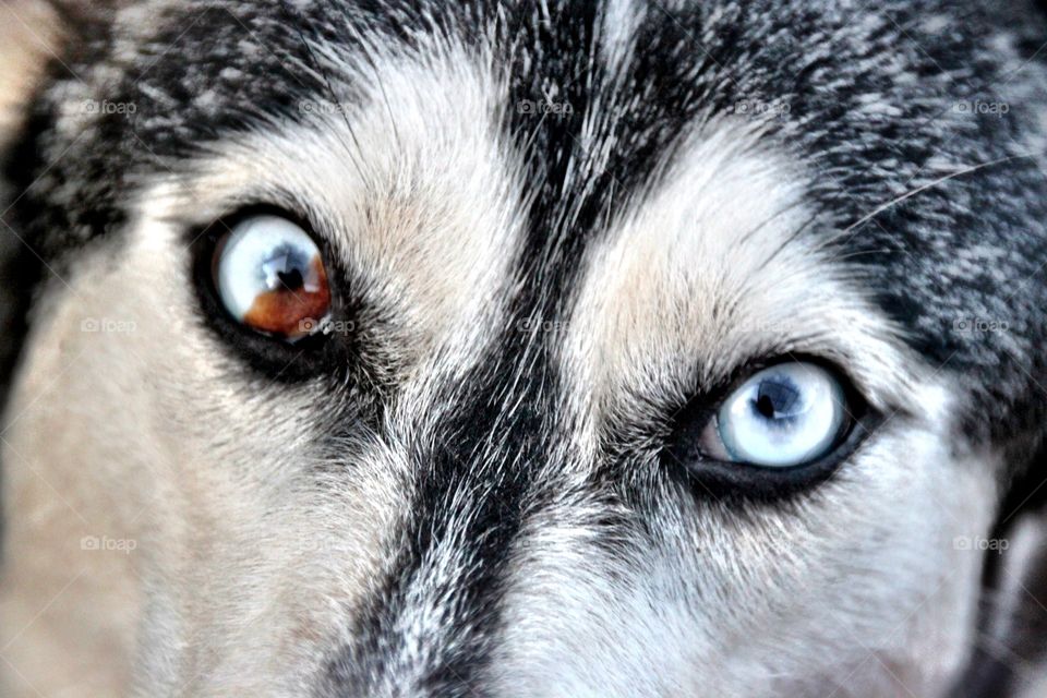 Husky Beautiful Eyes