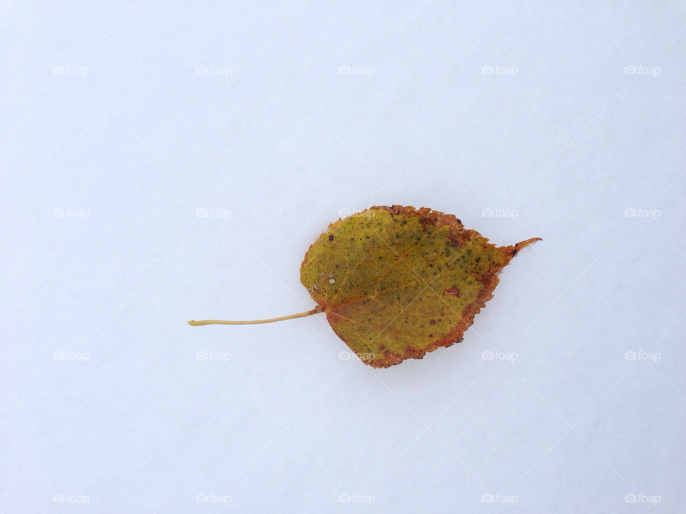 snow leaf fall autumn by jsutta