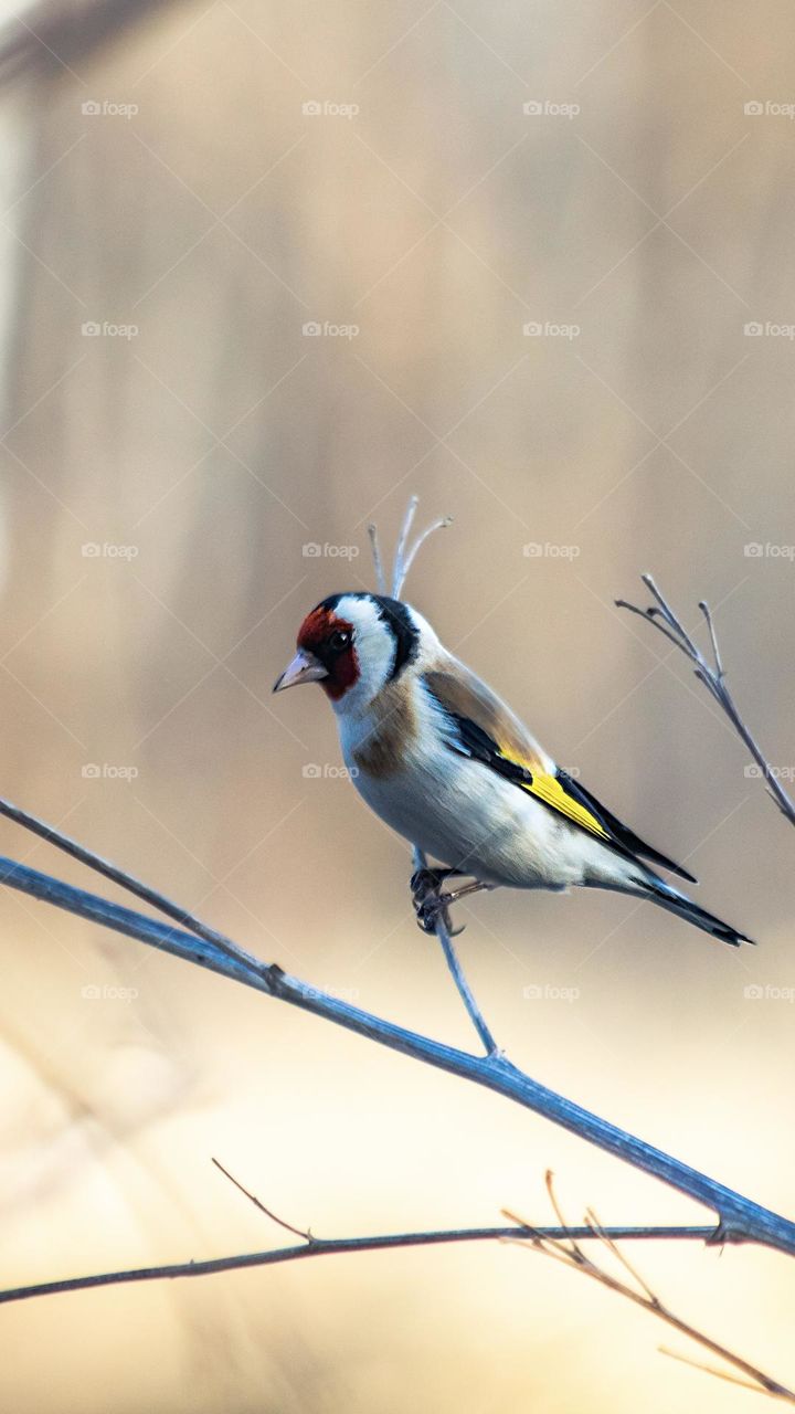 Beautiful little bird sitting on the branch 