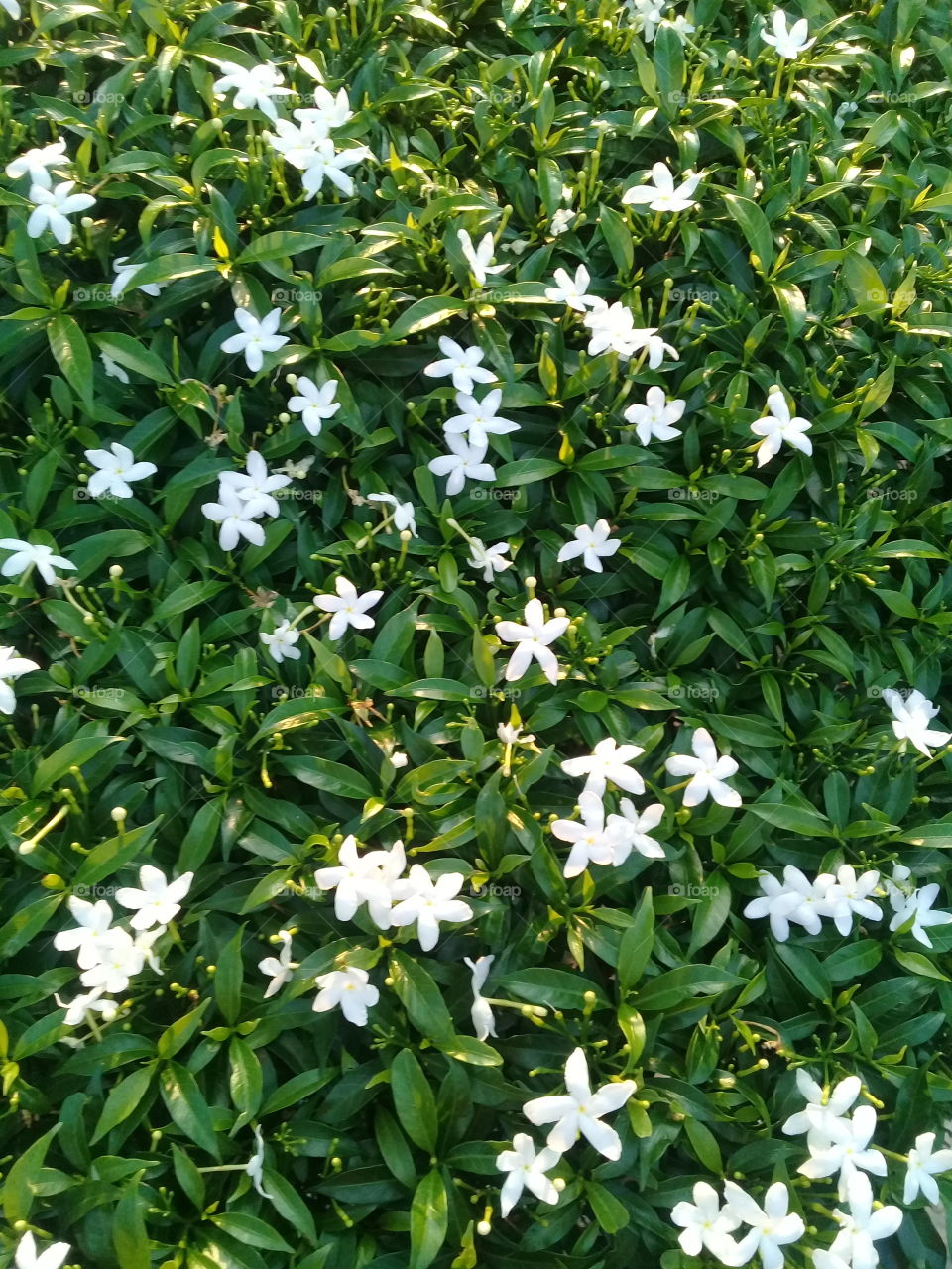 A cute tiny white flowers in my neighbor's courtyard.