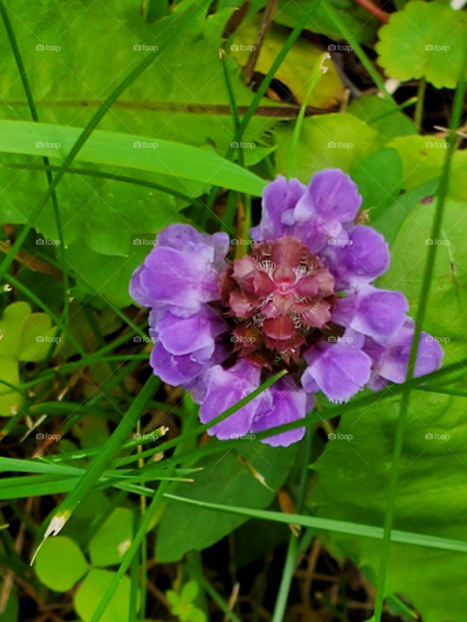 Prunella vulgaris, self-heal, heal-all, heart-of-the-earth