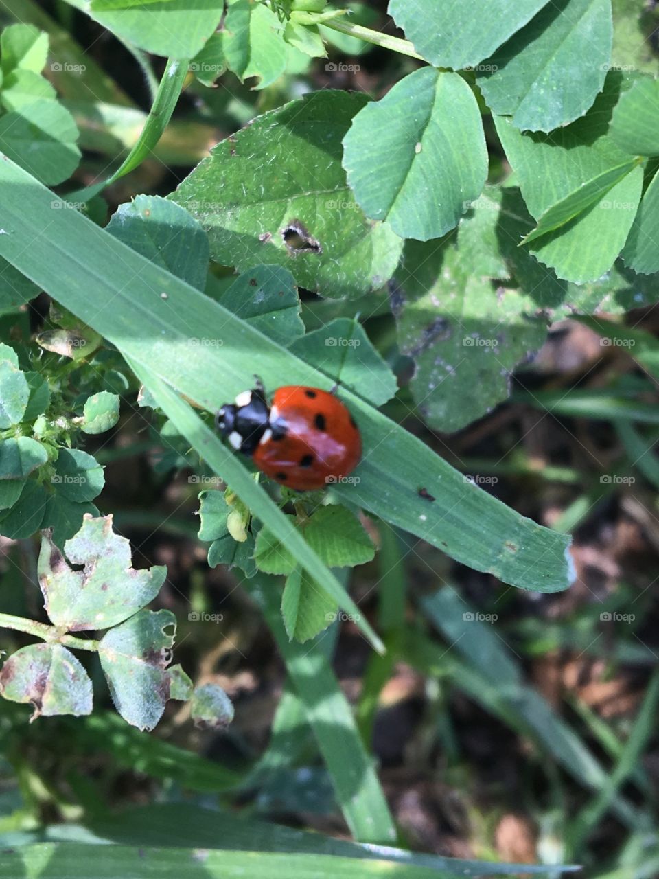 Ladybird 