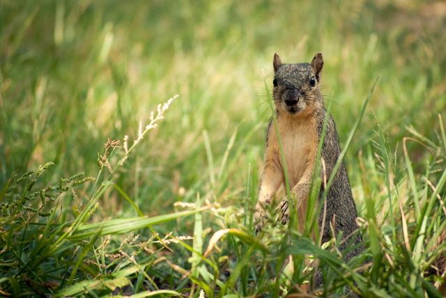 Squirrel