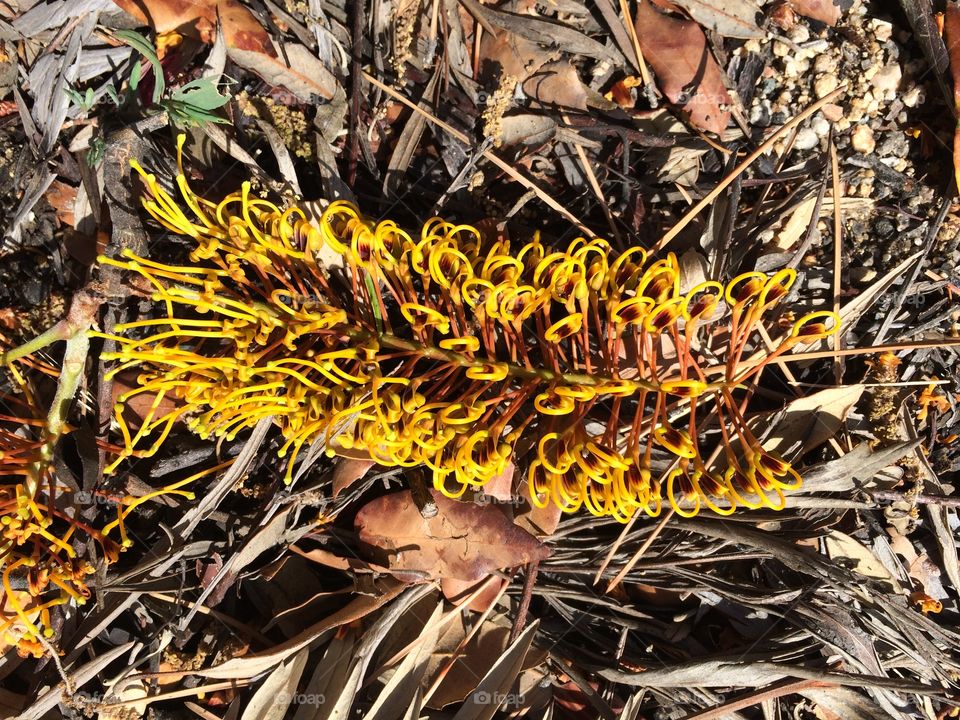 Floral Centipede 
