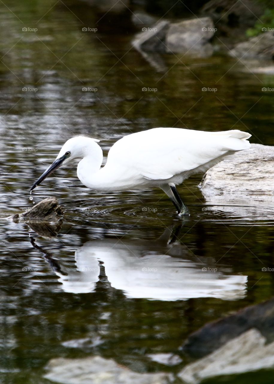 little egret 