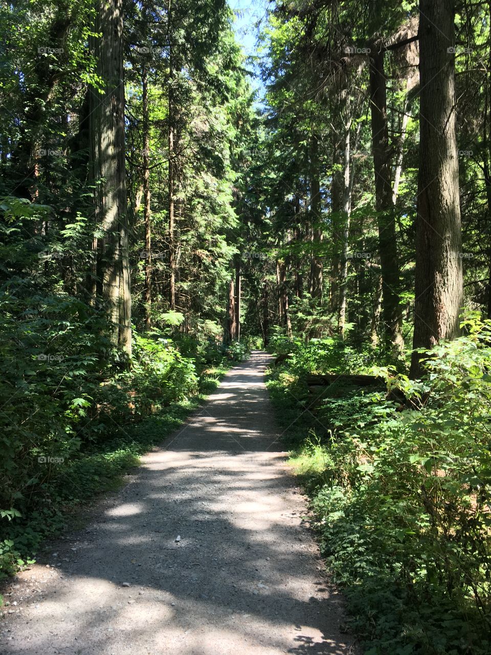 Forest trail in Stanley Park, Vancouver BC. A place of peace and quiet away from the crowds.